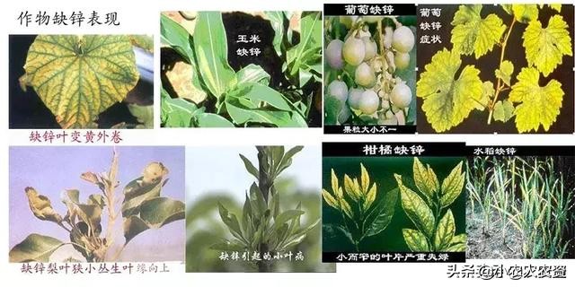 膨大素膨果最快方法,膨大剂可以促进果实生长吗