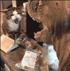 在野外发现甘蔗,在山里发现甘蔗