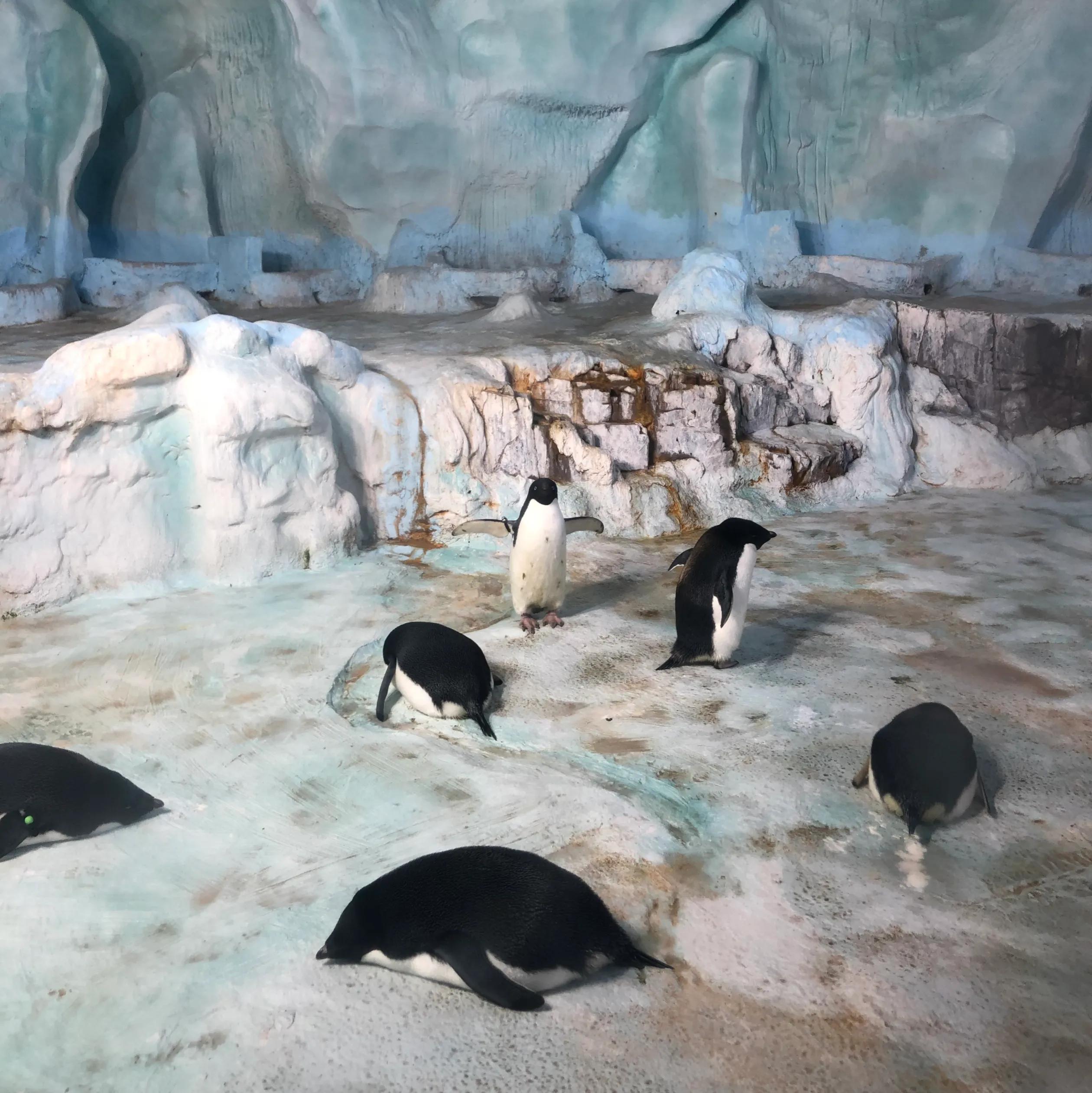 十大最值得去的动物园,中国有没有最好玩的动物园