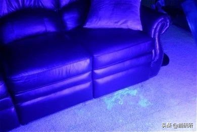 猫咪不用猫砂乱拉乱尿怎么办,猫咪尿味在家里怎么快速处理