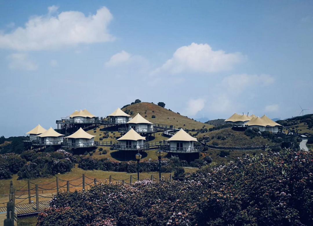 春林花多媚视频讲解,春林花多媚图片