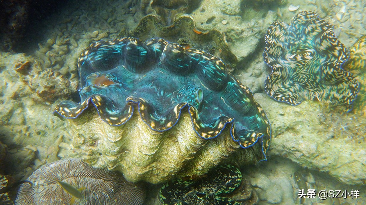 罕见珍贵珍珠图片及价格,十大珍贵稀有珍珠排名