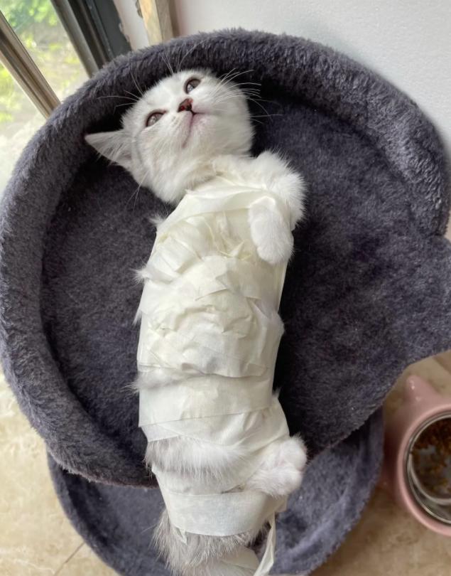 猫咪几个月后开始不可爱,猫咪几个月以后就养不熟了