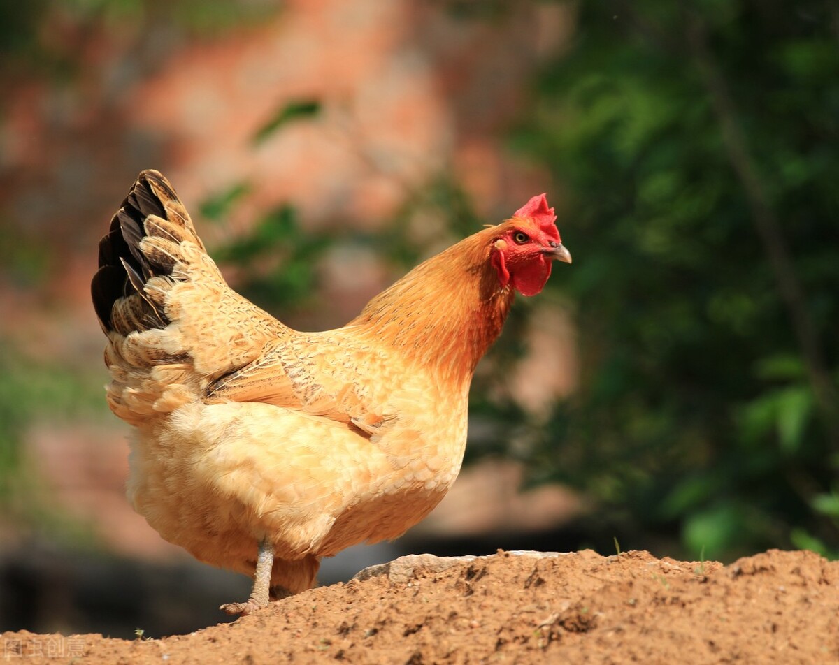 如何判断滑液囊支原体,以及防治