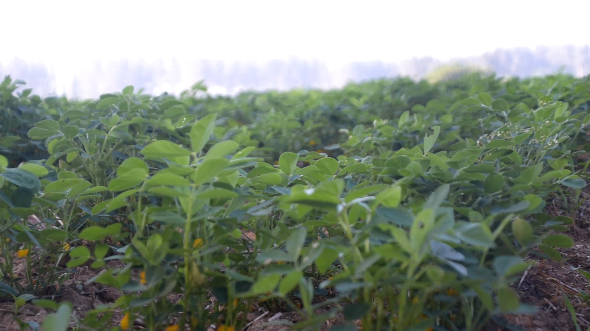 种花生时钙镁磷怎么施,花生什么时候补钙最合适