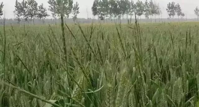 节节麦雀麦野燕麦除草剂,节节麦和雀麦如何一起防治