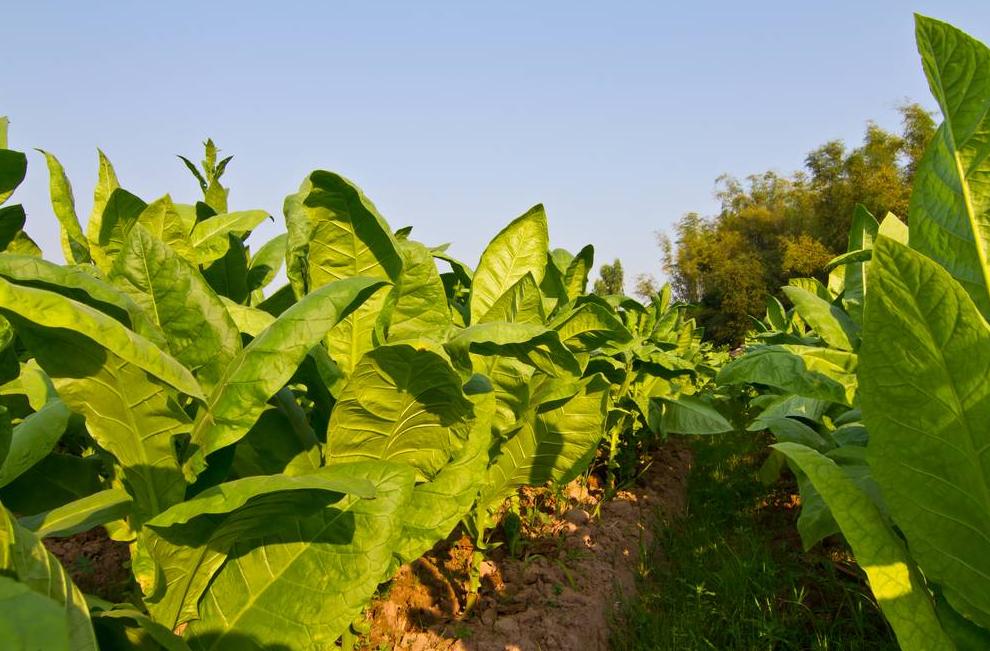 草烟中的化学成分及危害,烟草危害大吗