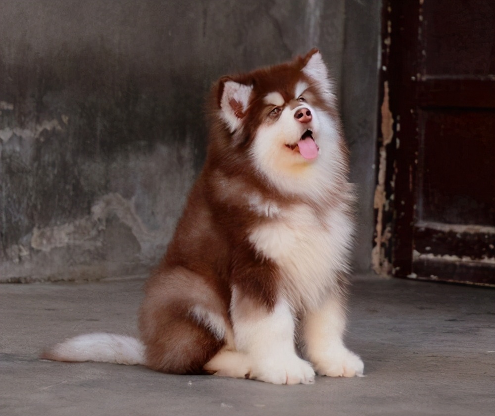 阿拉斯加犬哪一款狗粮比较合适,阿拉斯加幼犬推荐吃什么狗粮牌子