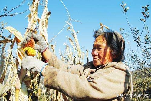 国庆小长假,出去浪不如回老家收庄稼,儿时这5种农活你做过哪些