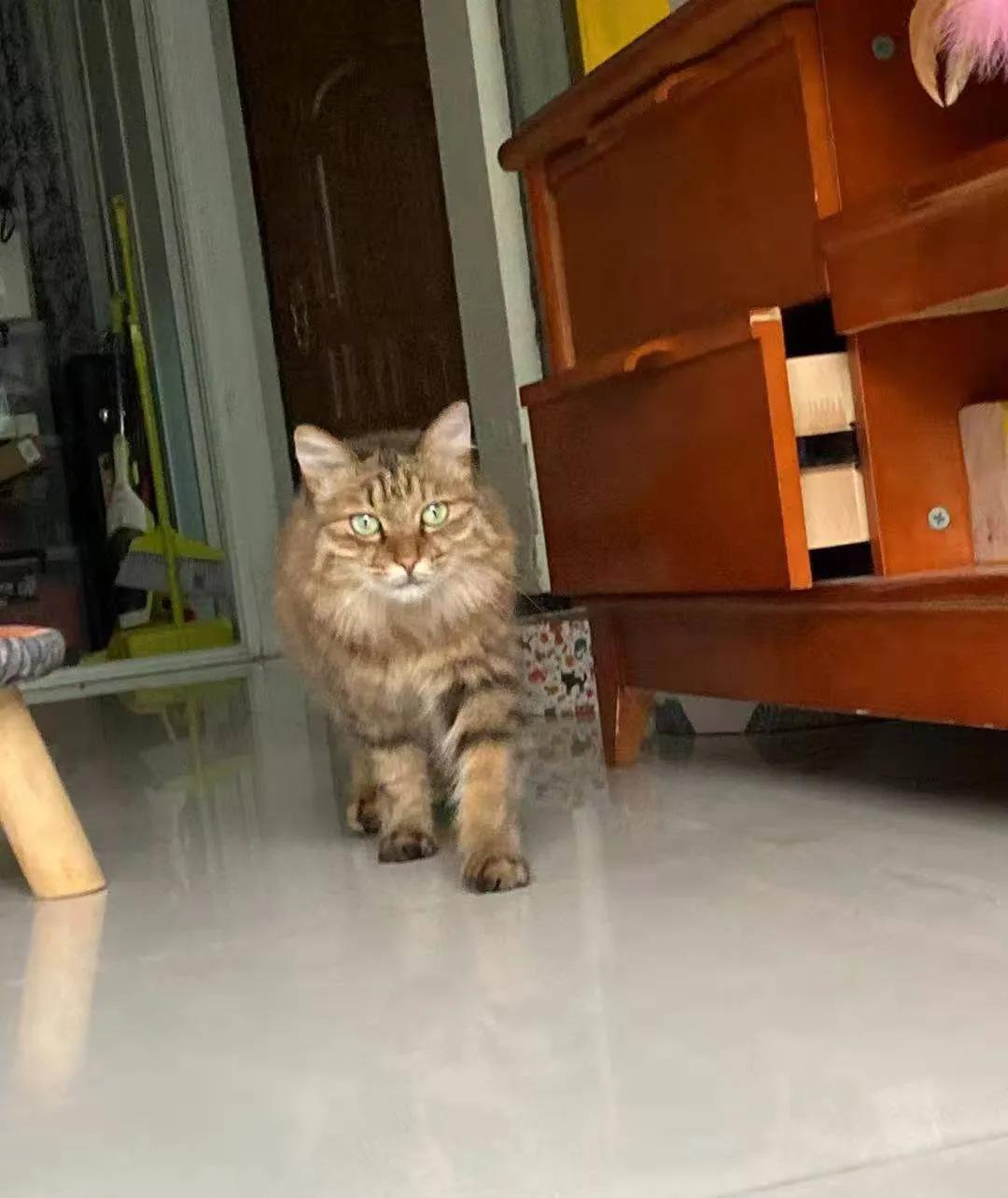 从小养的橘猫还会有野性吗,养橘猫的都是什么人