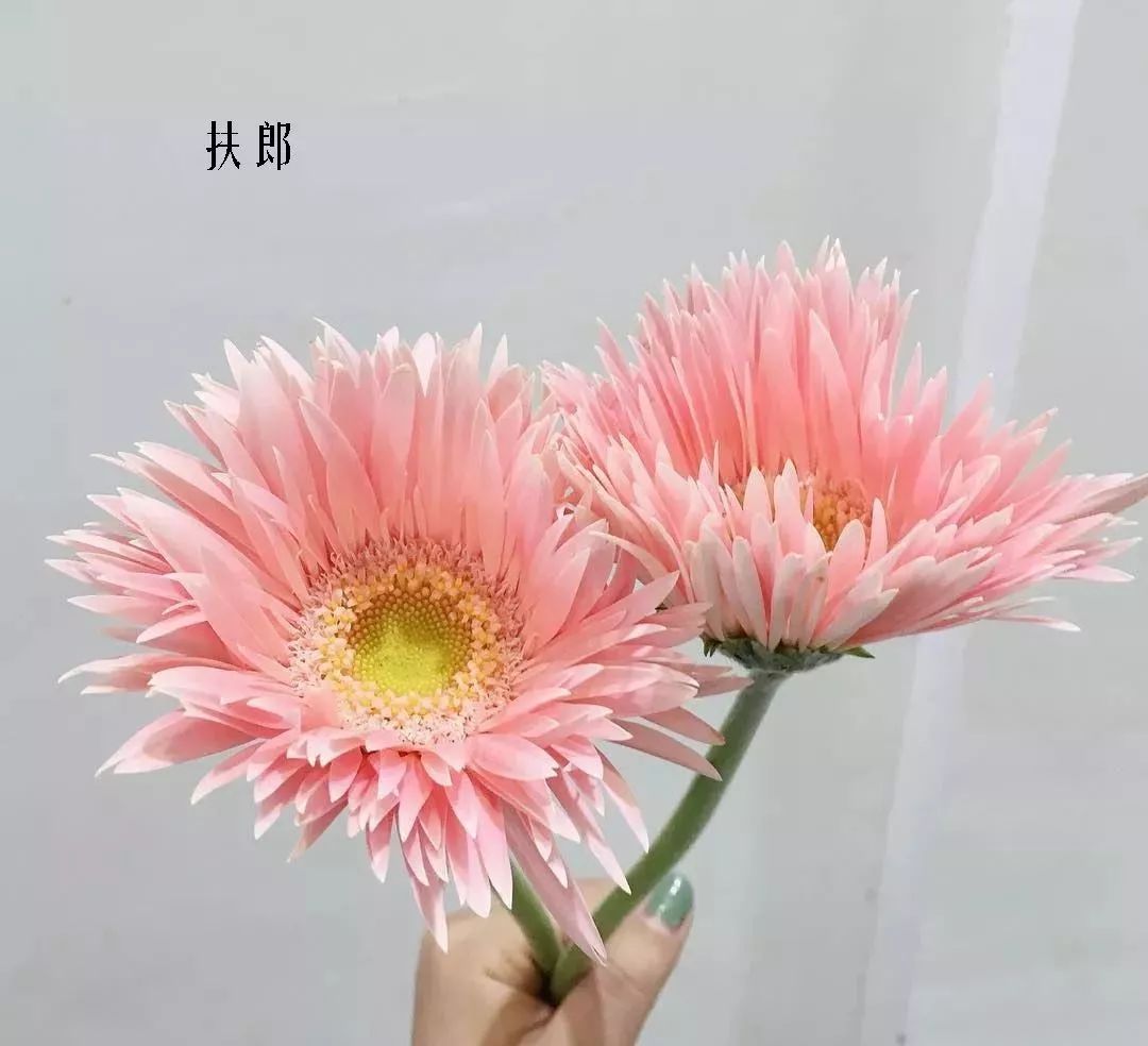 花店里同款的两种不同价格的花材,花店最容易被顾客误解的几种花材