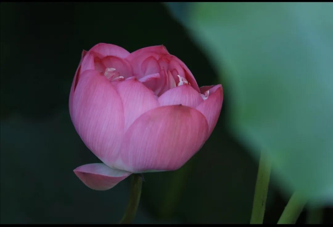 我和我的母亲——谨以此文献给曾经是老知青的母亲