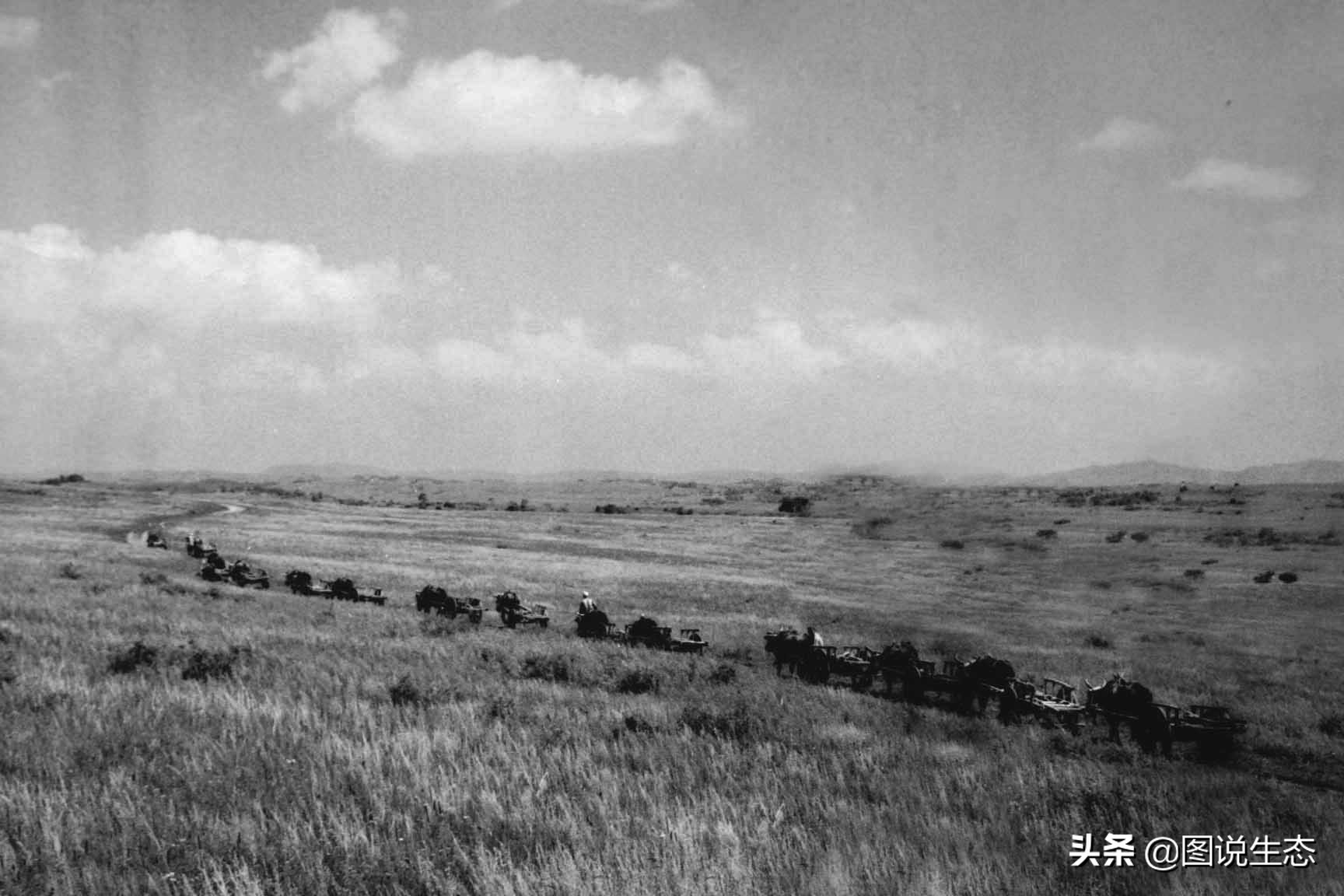 写出最真实的塞罕坝，永远是居住在塞罕坝的主人，请听他们如何说