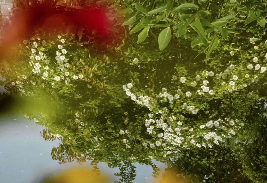 鹅湖玫瑰园花期,鹅湖玫瑰园美篇