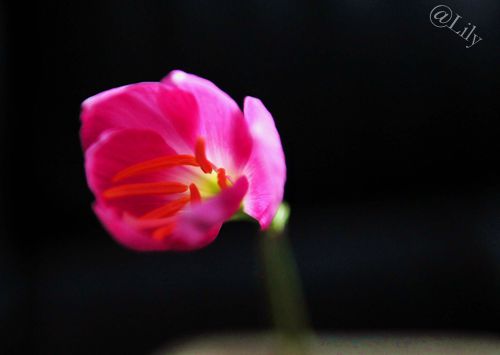 春暖花开原创的声音,倾听花开的声音