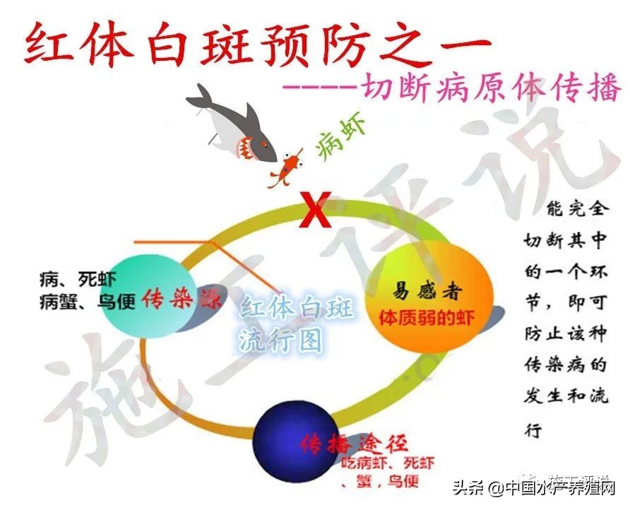 对虾养殖红体消毒用什么好,对虾红体病的原因和治疗