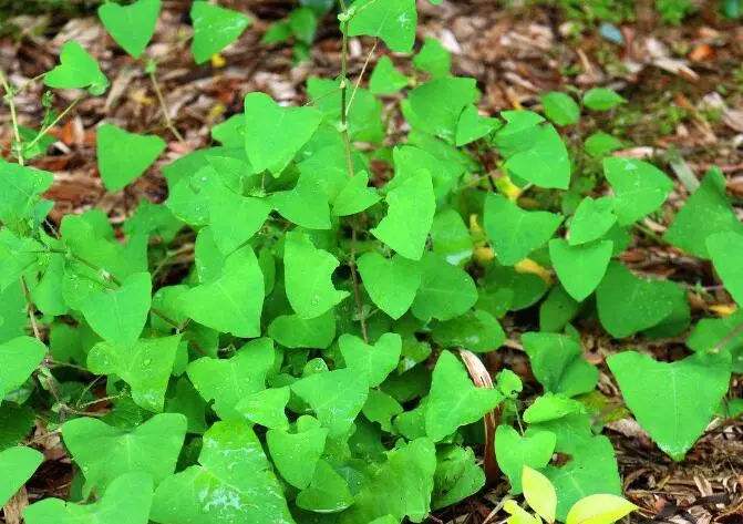 野草治蛇伤,治蛇伤野草