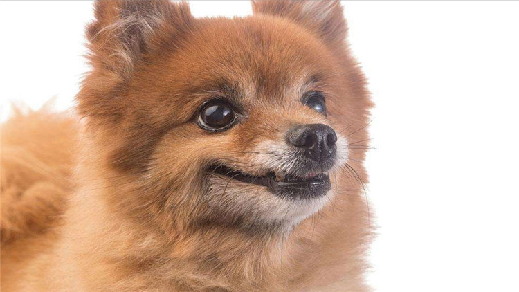 博美犬呕吐透明带白色泡沫,博美犬呕吐没精神吃什么药