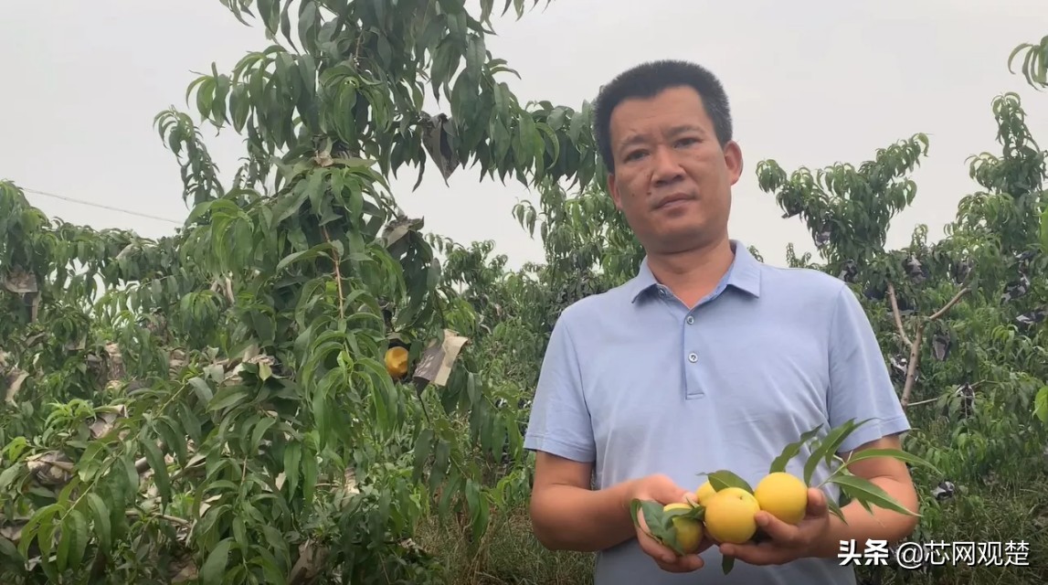 最新随州甜油桃,随州最早成熟油桃