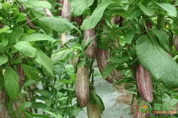 茄子黄萎病是怎么引起的,茄子黄萎病的最佳防治方法