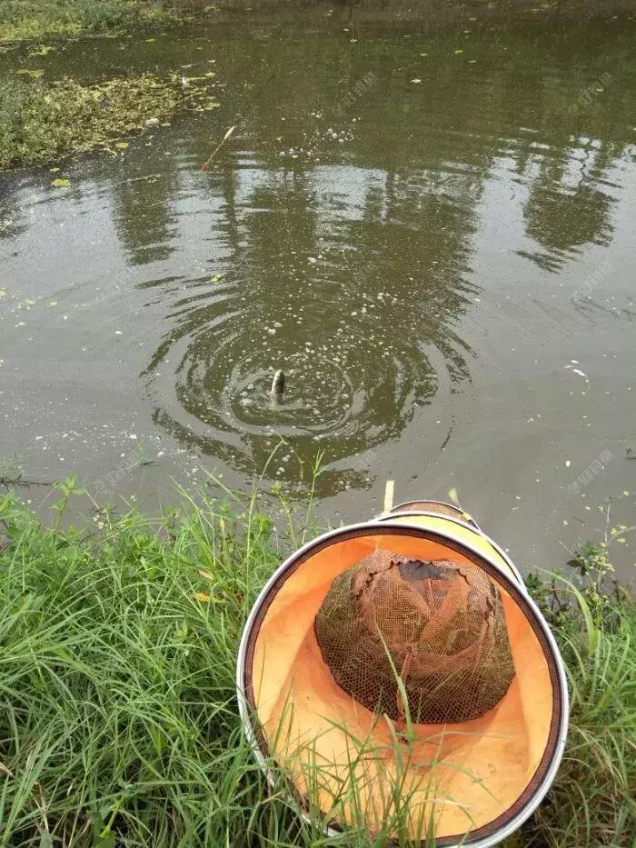野河鱼不开口的原因及解决方法,鱼不开口有哪些原因