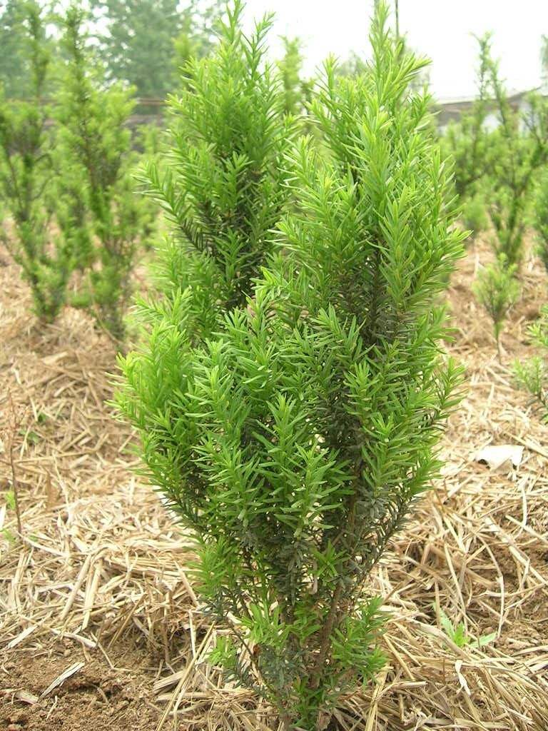 夏季红豆杉叶子发黄枯萎还能救活,红豆杉叶子发干怎么办