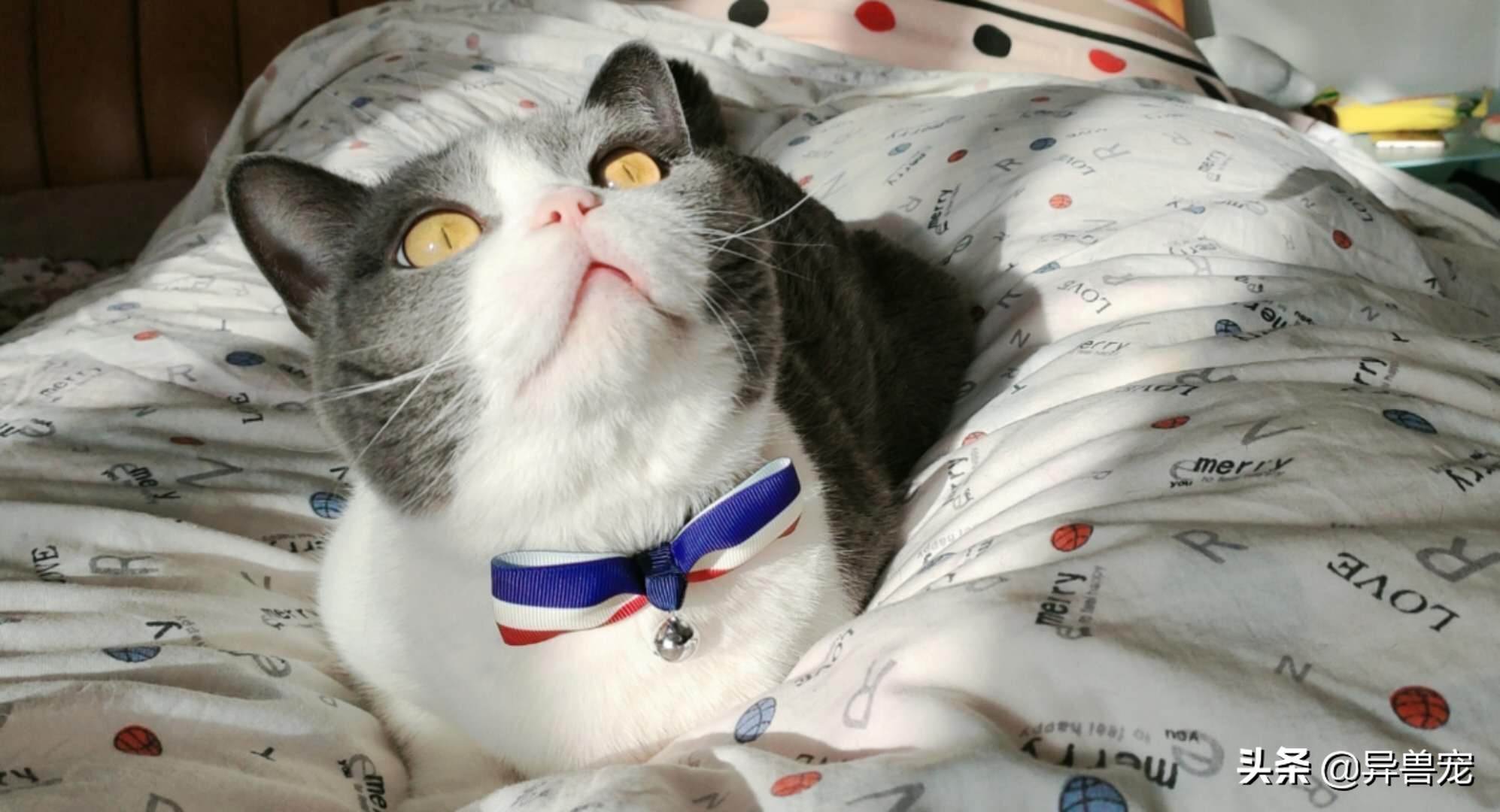 当治病钱有限的时候该怎么办,为什么宠物治疗费用这么高