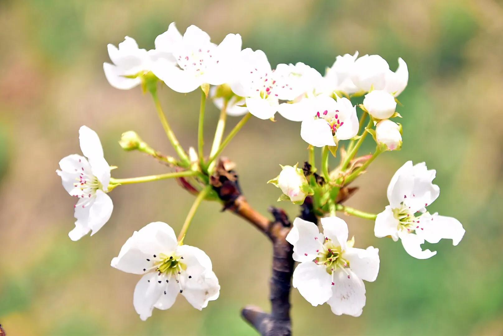 春游梨花林,邂逅三月梨花