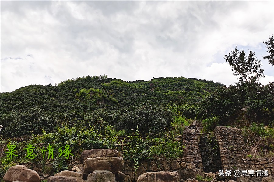 石公山杨梅基地,杨梅山杨梅基地