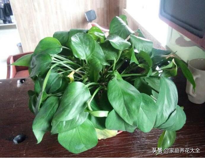 绿萝叶子有白色的东西怎么处理,绿萝叶子白斑的原因及解决方法