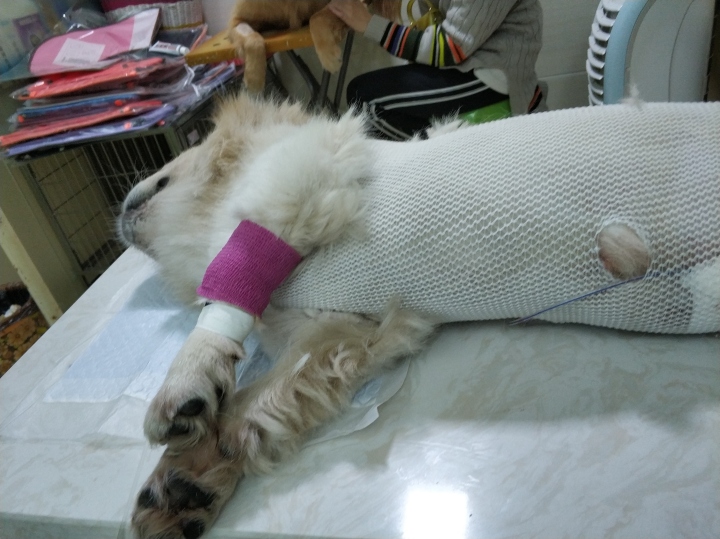 公猫膀胱结石手术,公犬尿道结石手术