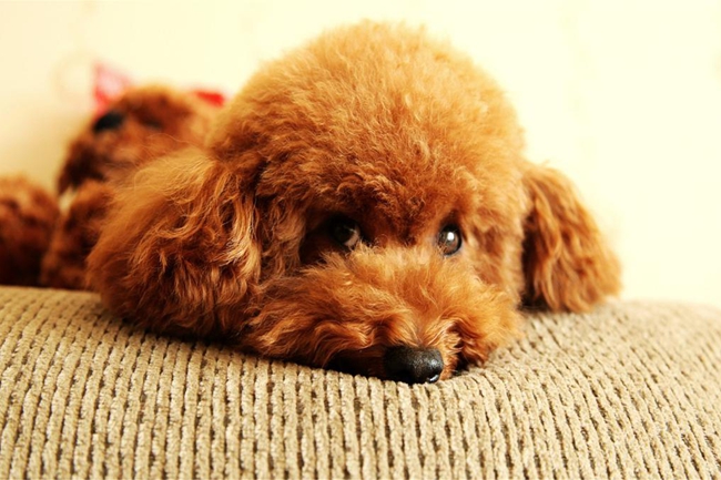 怎样把泰迪犬身边的跳蚤去除,泰迪狗身上的跳蚤要怎么消除