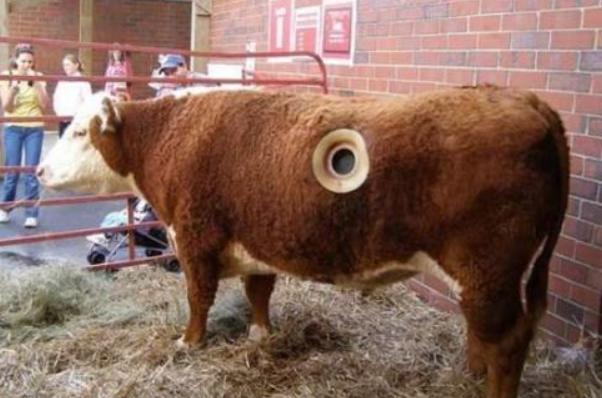 为什么要在奶牛身上挖个洞,奶牛身上挖个洞为什么不痛