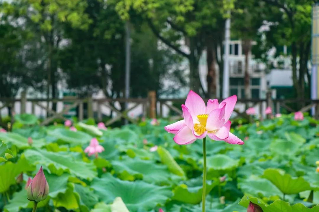 观福建农林大学的荷！赏尽一池清趣
