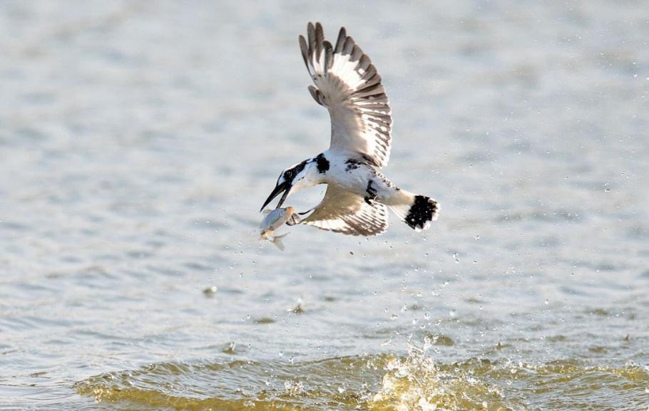 斑鱼狗捕鱼技巧,斑鱼狗捕鱼慢镜头