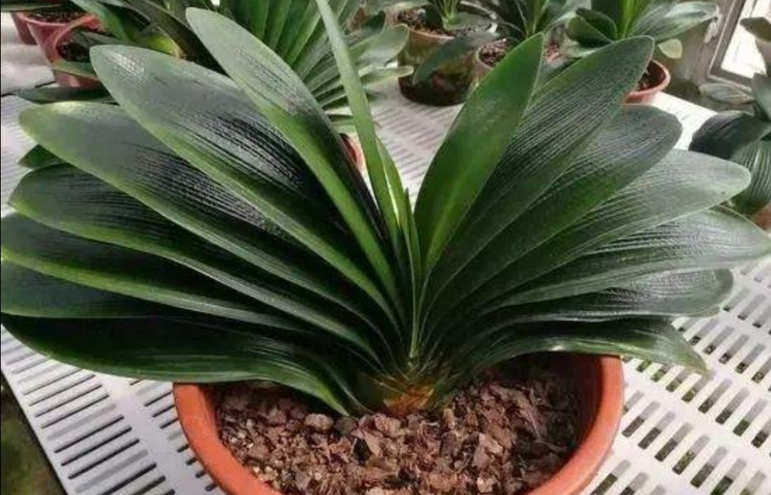 君子兰怎么养快速长出新叶,君子兰不开花怎么修剪