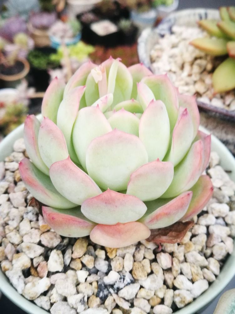 误打误撞的多肉情缘,带我走进多肉小世界!