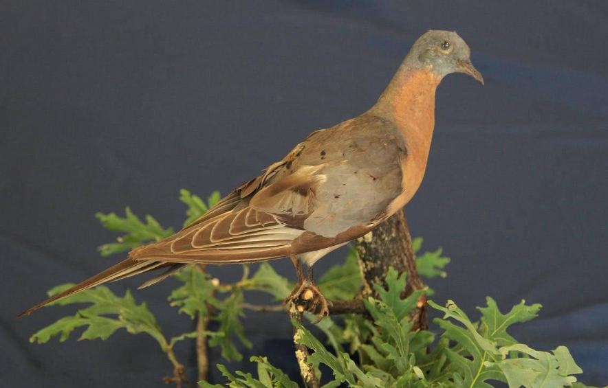 东北野鸡泛滥成灾的视频,东北野鸡泛滥成灾视频