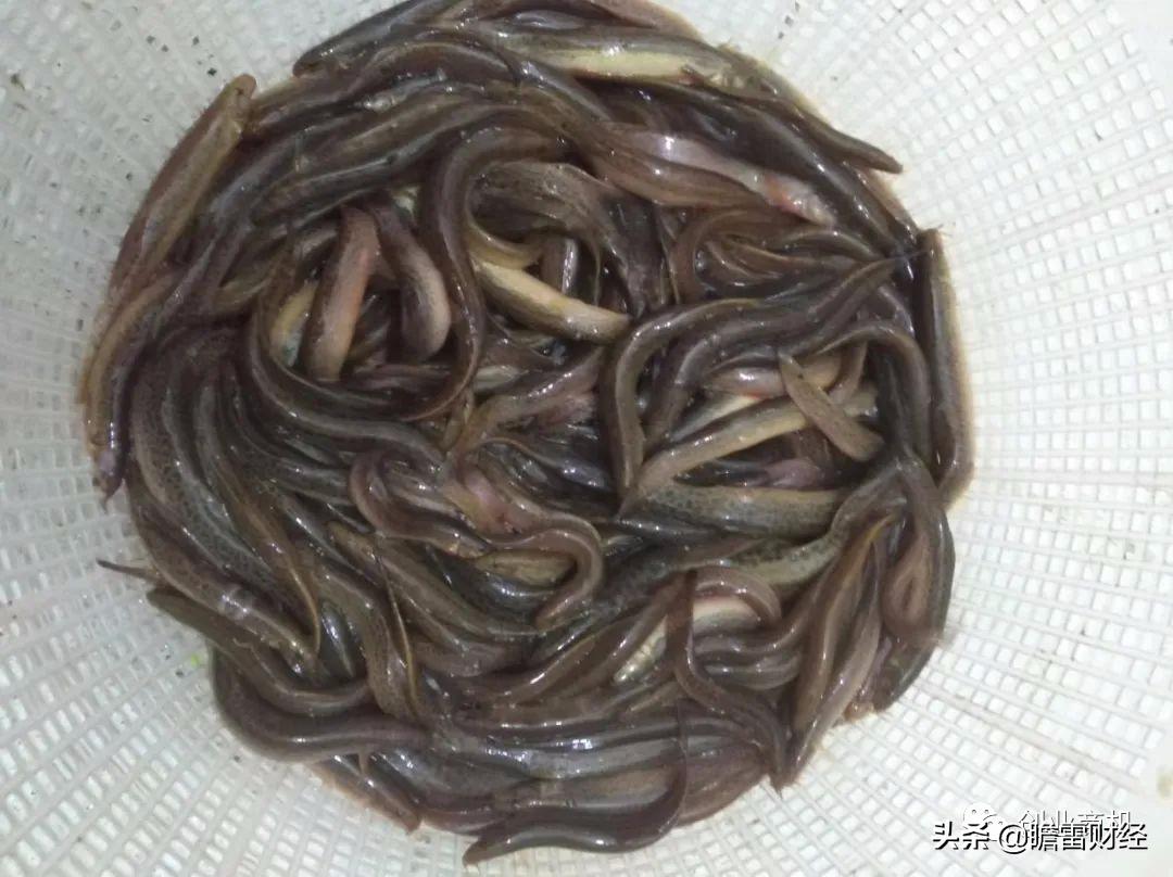 农村致富秘诀5年赚钱7.5亿元,小伙子农村创业发现意外商机