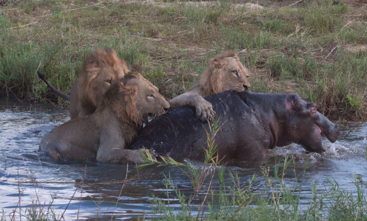 河马凶起来能干掉狮子,河马对抗狮子