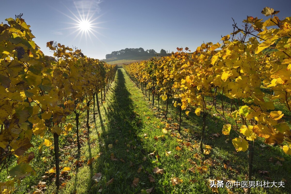 湿热下注是气血虚还肾阳虚引起,脾肾虚为什么会湿热下注