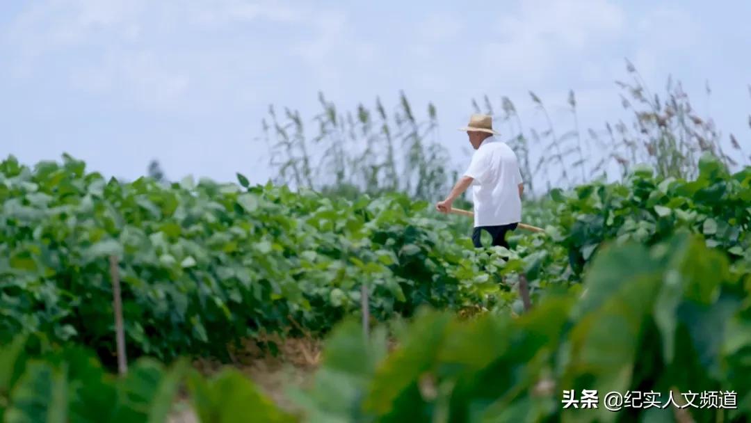 “我们的发展始终伴随着泥土的芬芳”纪录片《惠泽桑田》回顾上海农信事业发展历程