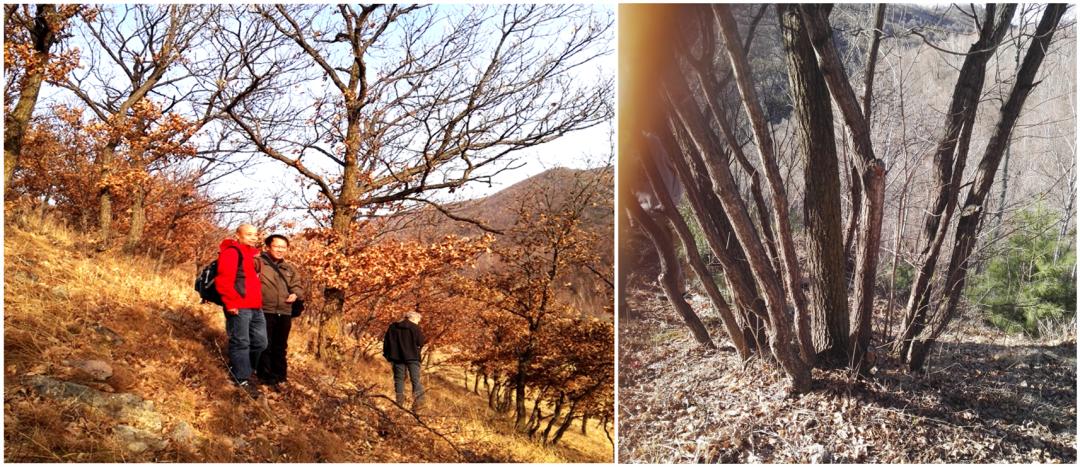 树木由来,树木从远古到现在