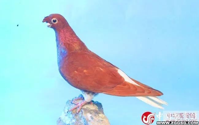 北京鸽哨制作,北京鸽哨晨曲