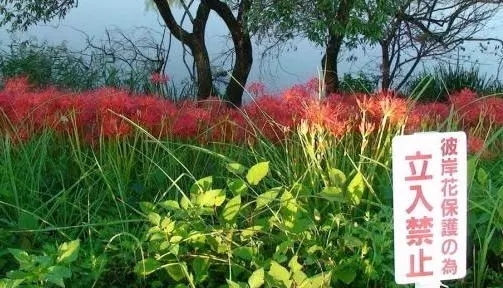 在日本有哪些标志,日本的标志大全