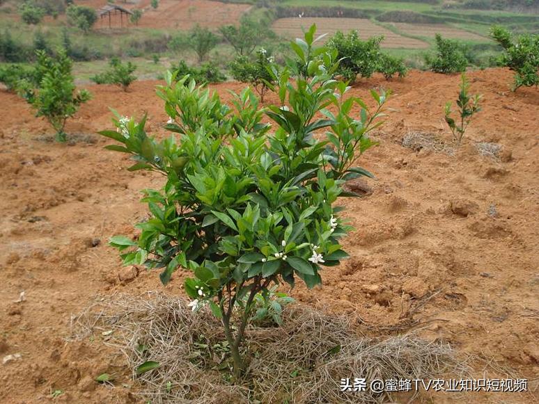 脐橙幼树施肥管理技术视频,脐橙幼树芽前施肥还是芽后施肥