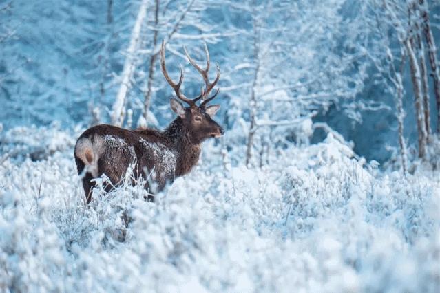 成都附近看雪一日游推荐表,成都周边轻徒步玩雪一日游