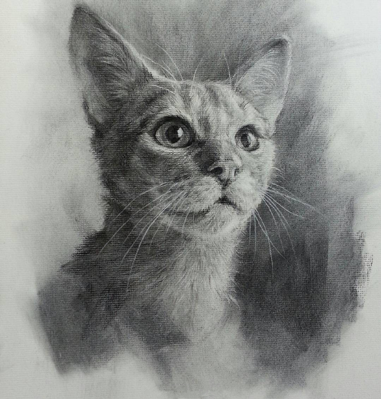 动物世界手绘画,写实素描动物插画教程