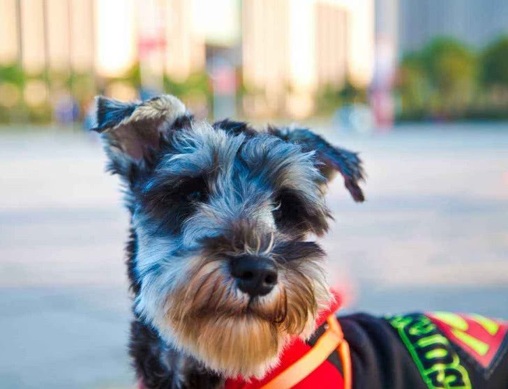 狗狗白内障并发青光眼怎么治,狗狗白内障和结膜炎的区别