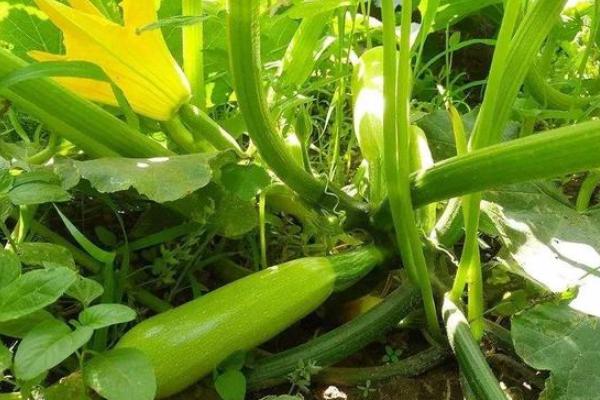 西葫芦怎么种植才能结多果,种植西葫芦到收瓜全过程